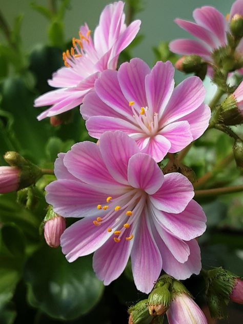 Lewisia Flower Tattoo, Lewisia Flower, Deer Skull Tattoos, Deer Skull, Navidad Diy, Green Plants, Fairy Garden, Biology, Skull Tattoo