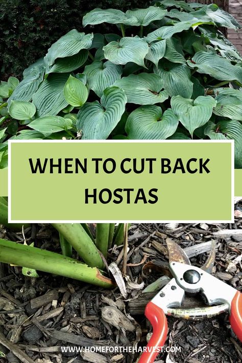 So many shady garden spots are home to hosta plants! Hosta is an herbaceous perennial plant, meaning that the leaves die back to the ground in the winter. But when should hostas be cut back? Hostas should be cut back in late fall. Healthy hosta leaves can be left on the plant in early fall to captur… Plantain Lily Hosta, Hosta Care In Fall, What To Plant With Hostas Flower Beds, When To Split Hostas, Hosta And Daylily Garden, Different Types Of Hostas, Pruning Hostas In Fall, Hosta Care Tips, Full Sun Hostas