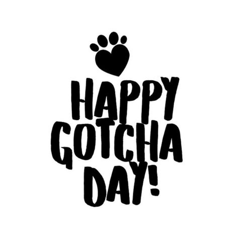 Gotcha Day, Time To Celebrate, What Is Life About, Novelty Sign, Home Decor Decals