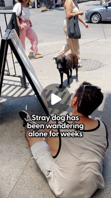 The Dodo on Instagram: "Is fate real? This story will convince you it is ❤️

Our producer @brielleandaura_thedodo was in Mexico when her friend rescued a street dog — and what happened next is truly meant to be!

We are celebrating Pride Month by spotlighting some of our favorite LGBTQ+ pet parents, their pets and rescue work.

Keep up with @andyson7 and @joey.tuccio" Dog Rescue Stories, Animal Rescue Stories, Street Dogs, Pet Rescue, Rescue Dogs, Pride Month, Pet Parent, What Happened, Animal Rescue