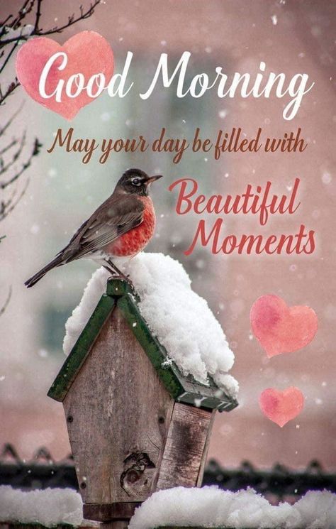 Good Morning Christmas, Good Morning Winter, Daily Wishes, Good Morning Greeting Cards, Good Morning Saturday, Good Morning Funny Pictures, Good Morning Happy Sunday, Good Morning Sunshine Quotes, Happy Morning Quotes