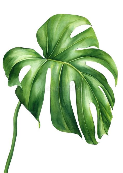 Tropical watercolor palm leaf. Monstera exotic green plant isolated on white background. Watercolor flora illustration stock photography Tropical Leaf Illustration, Tropical Leaf Drawing, Monstera Leaf Drawing, Tropical Flowers Illustration, Monstera Watercolor, Pictures Of Leaves, Tropical Mural, Tropical Leaves Illustration, Flora Illustration