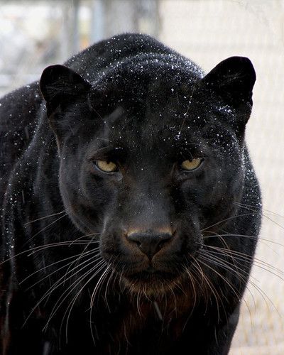 Jamma the black panther | VisitCOS | Flickr Black Panther Cat, Panther Cat, Jaguar Animal, Disney Animal Kingdom, Black Jaguar, Black Panthers, Majestic Animals, Black Animals, Dog Tattoos