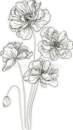 Anemone Flowers, Botanical Line Drawing, Flower Line Drawings, Flowers Illustration, Flower Sketches, Floral Drawing, Pola Sulam, Desenho Tattoo, Flower Coloring Pages