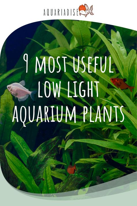 Aquarium Tips, Aquarium Inspiration, Plants For Beginners, Plants Uk, Fresh Water Fish Tank, Nano Aquarium, Live Aquarium Plants, Aquarium Setup, Aquarium Ideas