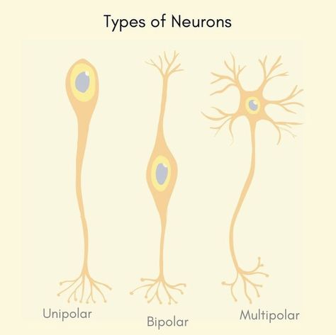 There are different types of neurons. Based on the number of processes/extensions from the cell body. Unipolar neurons have one extension from the cell body while Bipolar have two extensions. Multipolar neurons have more than two extensions from the cell body, usually found in the Central nervous system (CNS). Multipolar Neuron, Types Of Neurons, Basic Anatomy, Basic Anatomy And Physiology, Anatomy Sculpture, Brain Facts, Central Nervous System, Anatomy And Physiology, The Cell