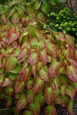 Epimediums & Companions for Dry Shade.... dry shade plants!! did you hear that? Epimedium Rubrum, Dry Shade Plants, Northwest Garden, Shady Garden, Partial Shade Plants, Shade Garden Plants, Woodland Plants, Shade Perennials, Garden Shrubs