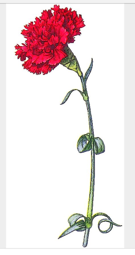 Carnation - January birth month flower Carnation Drawing, Carnation Tattoo, Flower Tattoo Ideas, Red Carnation, Tall Flowers, Greek Sorority, Carnation Flower, Alpha Chi, Time Tattoos