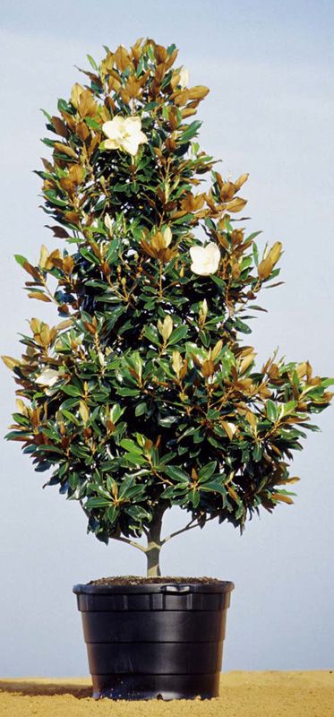 Little Gem Magnolia Potted Magnolia Tree Landscaping, Little Gem Magnolia Tree, Teddy Bear Magnolia, Magnolia Little Gem, Southern Landscaping, Southern Magnolia Tree, Magnolia Grandiflora, Magnolia Gardens, Design Backyard