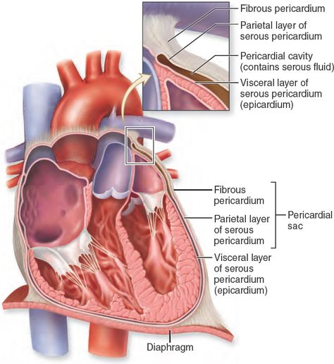 19.6 Pericardium. The protective layers of the heart include the pericardial sac composed of an outer fibrous pericardium and an inner serous membrane called the parietal layer of serous pericardium. Tightly adhered to the heart is a serous membrane called the visceral layer of serous pericardium. The space between the parietal and visceral layers is called the pericardial cavity, which contains serous fluid produced by both serous membranes Heart Layers Anatomy, Cardiac Physiology, Graduation Motivation, Teas Exam, Serous Membrane, Cardiac Sonography, Study Images, Nursing School Essential, Tissue Engineering