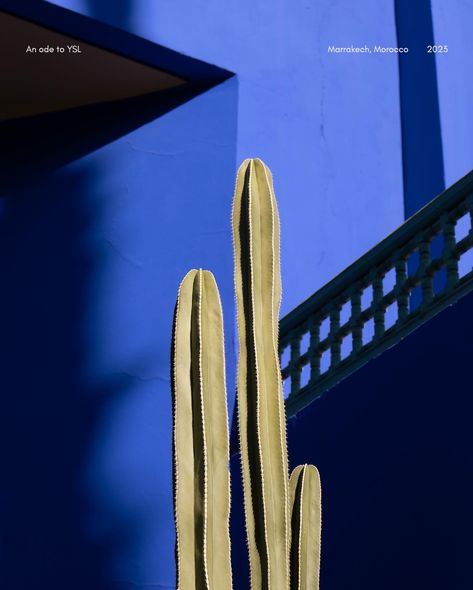 An Ode to Yves Saint Laurent — a personal homage to YSL's enduring love for the Jardin Majorelle in Marrakech. #yvessaintlaurent #jardinmajorelle #marrakech #morocco #traveldiary #travelphotography Ysl Morocco, Ysl Marrakech, Yves Saint Laurent Marrakech, Morocco Trip, Enduring Love, Marrakech Morocco, Practical Magic, February 11, High Water