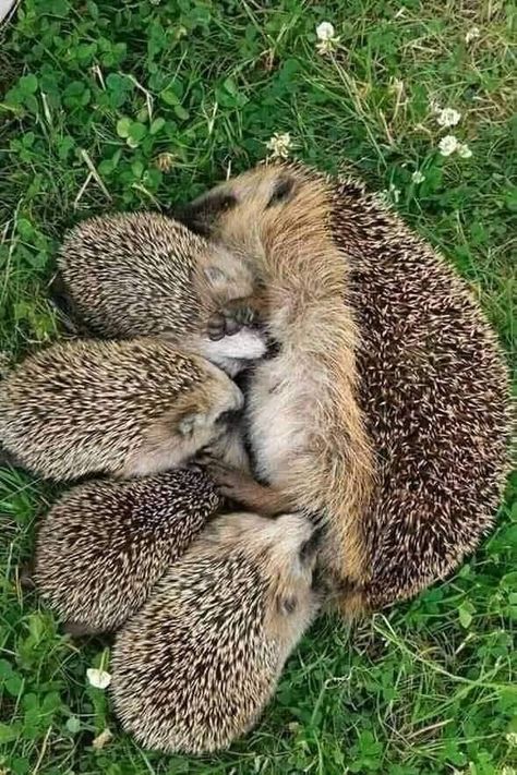 Regnul Animal, Baby Hedgehog, Cute Hedgehog, Cute Wild Animals, Cute Animal Photos, Hedgehogs, Cute Animal Pictures, Cute Creatures, Sweet Animals