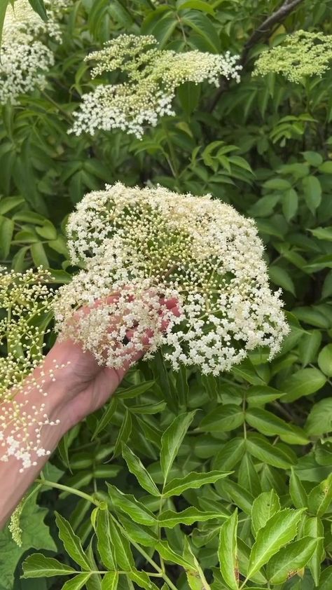 I said Poison Hemlock, but I meant water hemlock (Cicuta). There are many characteristics that separate elder from water hemlock. This is important because they *can* grow in the same environment!Elder has lenticels and woody bark, water hemlock has only herbaceous growth without lenticels. Elder has singly compounded leaves, water hemlock has multiply compounded leaves. Elderflower clusters are more densely spaced than water hemlock’s. Elderberry leaflet edges are typically much more finely ser Poison Hemlock, Water Hemlock, Witchy Garden, Bobble Head, I Said, Eden, Canning, Health, Plants