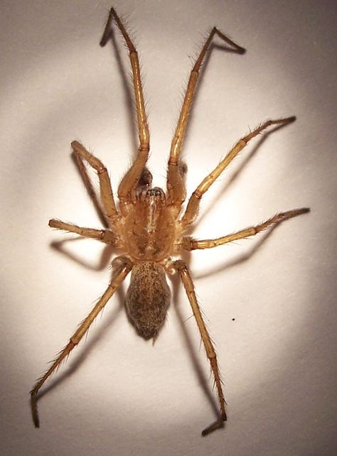 How to identify Hobo Spider? Spider Identification, Hobo Spider, Common Spiders, Orb Weaver, Spider Bites, Termite Control, Creepy Crawlies, Arachnids, Survival Prepping