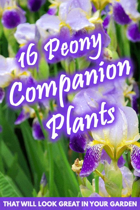 16 Peony Companion Plants That Will Look Great in Your Garden – Garden Tabs Flower Bed With Peonies, Peonies In Garden Design, Wisteria Companion Plants, Peonies Garden Ideas, Peony Flower Garden Ideas, Peony Plant Pairing, Peony Plant Garden, Peony And Iris Garden, Peony Garden Bed