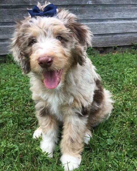 Aussie Doodle Full Grown, Mini Aussie Doodle, Puppy Aussie, Aussie Doodle Puppy, Doodle Haircuts, Doodle Faces, Doodle Grooming, Aussie Doodle, Corgi Cartoon