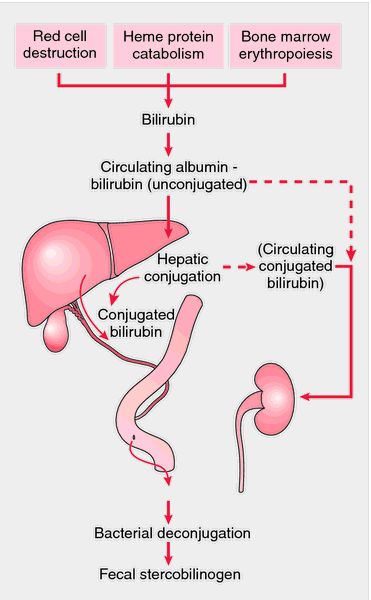 Bilirubin Levels, Medical Dictionary, Medical Laboratory, Medical Terms, Nursing Notes, Body Organs, Medical Practice, Blood Test, Medical Education