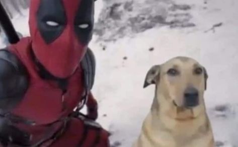 Deadpool Funny, Dog Meme, Metal Gear Rising, Deadpool Wolverine, Marvel Deadpool, Cartoon Crossovers, Cute Funny Dogs, Im Going Crazy, Funny Reaction Pictures