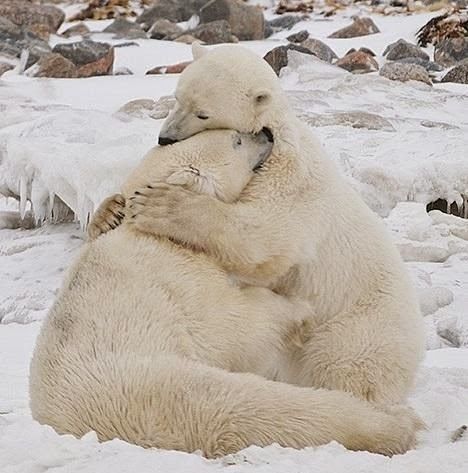 The way animals hug melts me _Mari                              … Urs Polar, Animal Hugs, Love Bear, Bear Hug, Polar Bears, Cute Animal Pictures, Wild Life, Sweet Animals, Animal Planet