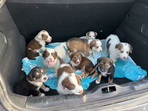 A Trunk Full Of Puppies (Rescue Mission) Animal Rescue Aesthetic, Dog Adoption Event, Animal Rescue Ideas, Rescue Dogs For Adoption, Heal Your Soul, Heartwarming Pictures, Animal Behaviorist, Rescue Puppies, Holiday Romance