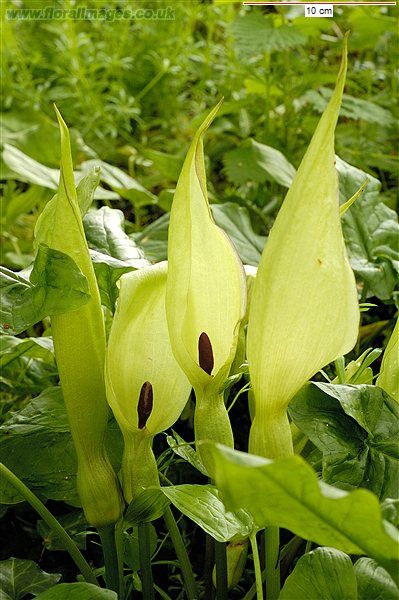 Arum maculatum Lords And Ladies, Growing Trees, Bee Hotel, Solitary Bees, Flower Picture, British Garden, Spring Bulbs, Botanical Beauty, Plant Nursery