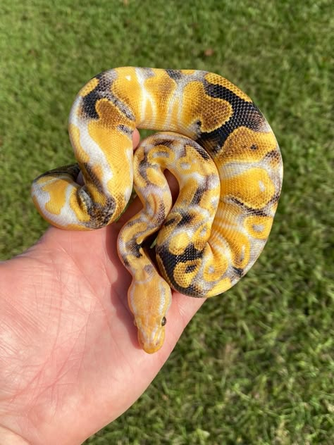 Paradox Ball Python, Snake Ball Python, Snakes Pet, Baby Reptile, Pet Aesthetic, Cool Snakes, Pretty Snakes, Reptile Room, Ball Python Morphs