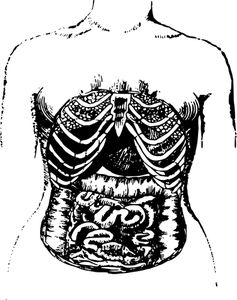 PublicDomainVectors.org-Internal intestines Intestines Art, Intestines Drawing, Anatomy Drawing, Free Clipart, Drawing Base, Drawing Art, Drawing Reference, Retro Style, Anatomy