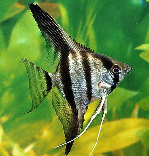 A lovely Zebra Angel fish. Ryukin Goldfish, Ikan Air Tawar, Tropical Aquarium, Freshwater Aquarium Fish, Fish Supplies, Beautiful Sea Creatures, Pet Fish, Exotic Fish, Angel Fish