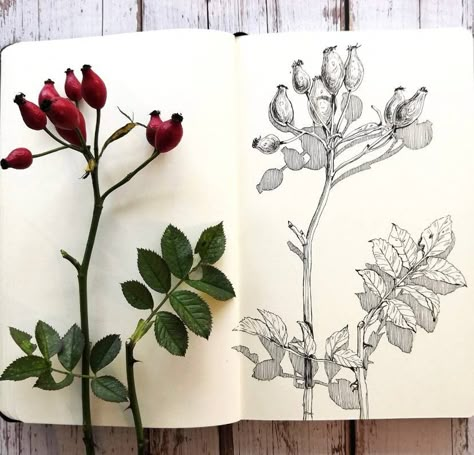 Pen Art Nature, Fine Art Sketchbook, Botanical Sketches, Illustrator Pattern, Botanical Sketchbook, Nature Drawing, Russian Federation, Sketchbook Inspiration, Botanical Drawings