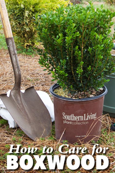 How to care for boxwood | Southern Living Plants Boxwood Bush, Boxwood Landscaping, Garden Care Tips, Boxwood Tree, Boxwood Plant, Southern Living Plants, Boxwood Garden, Box Wood Shrub, Plant Benefits