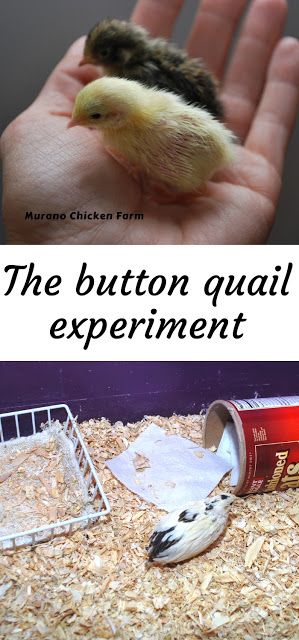 Button Quail Habitat, Button Quail Housing, Button Quail Enclosure, Button Quail Housing Indoor, Button Quails, Quail House, Survival Knowledge, Button Quail, Quail Coop