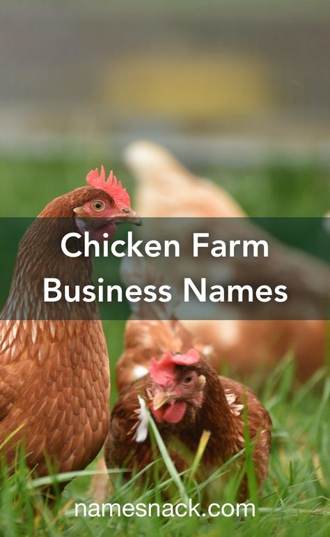 Chicken Farm Names Ideas, Egg Business Names, Chicken Business Name Ideas, Farm Names Ideas, Chicken Coop Names, Pun Names, Poultry Business, Bakery Names, Chicken Brands