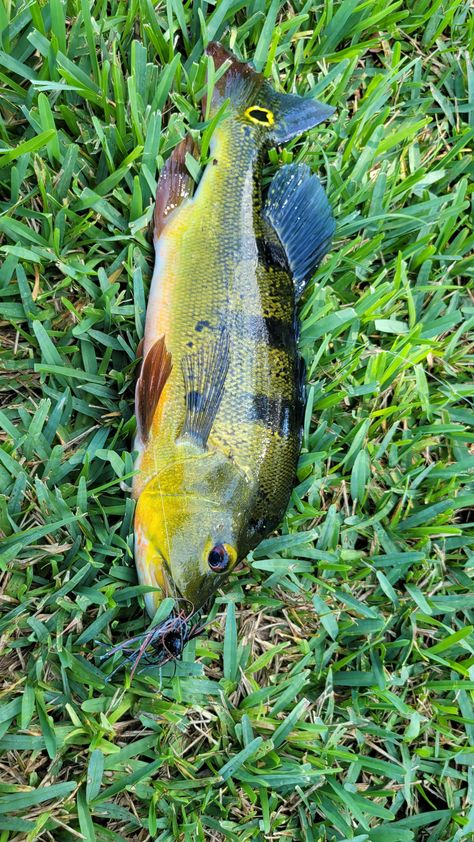 Peacock bass are out in full force in South Florida! Florida Freshwater Fish, Peacock Bass, Old Florida Fish House, Tropical Freshwater Fish, Florida Fish And Wildlife Conservation, Atlantic Salmon Fly Fishing, South Florida, Bass, Force