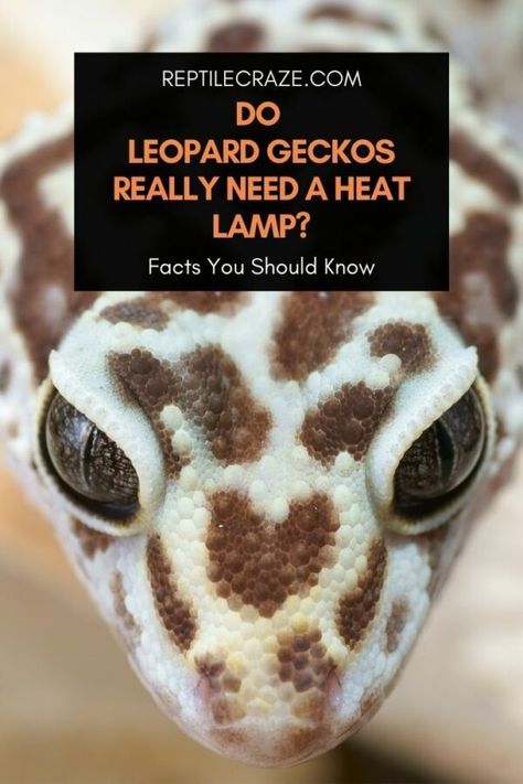 Leopard Gecko Natural Habitat, Leaped Gecko, Cute Leopard Gecko Tank Ideas, Leopard Gecko Diet, Leopard Gecko Cage, Gecko Cage, Leopard Gecko Tank, Leopard Gecko Habitat, Leopard Gecko Care