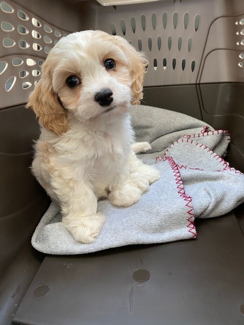 SILVER PAW CAVACHONS | Quality Cavachon Puppies | Page 4 Puppy Dog Pictures, Cavachon Puppies, Cute Dog Photos, Future Family, Puppy Pictures, Bichon Frise, Going Home, New Puppy, Dog Photos