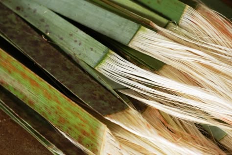 AllFlax: extracting the muka from the flax blades Grass Weaving, Corner Basket, Basket Wood, Flax Weaving, Banana Plant, Complex Art, Making Baskets, Rural Development, Basket Weaving Diy