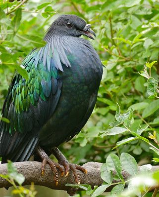 Nicobar Pigeon (Caloenas nicobarica) captive - Bernard DUPONT Nicobar Pigeon, Andaman Nicobar, Cute Pigeon, Bird Quotes, Andaman And Nicobar Islands, Pigeon Pose, Its Beautiful, Island Art, Bird Wallpaper