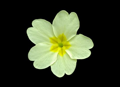 Primrose (primula vulgaris) | A single primrose flower photo… | Flickr Wuthering Heights Book Cover, Language Of Flowers Book, Wuthering Heights Book, Simple Paper Flowers, Marie Tattoo, Primula Vulgaris, Spring Elements, Shakespeare Garden, Primrose Flower