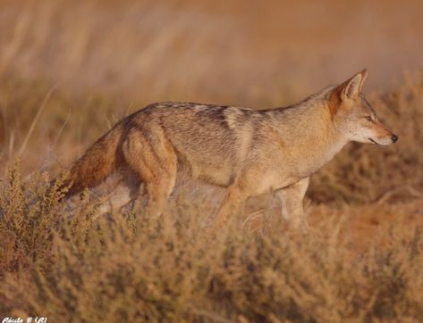 African Golden Wolf (Canis anthus)- (Cuvier 1820) Algerian Wolf (Canis anthus algirensis) – (Wagner 1841) Senegalese Wolf (Canis anthus anthus) – (Cuvier 1820) Serengeti Wolf (Canis anthus bea)- (Heller 1814)  Egyptian Wolf (Canis anthus lupaster)- (Hemprich and Ehrenberg, 1833) Variegated Wolf (Canis anthus soudanicus) – (Thomas, 1903)  Common Names: golden wolf, African wolf, thoa Wolf With Blue Eyes, Ethiopian Wolf, Golden Wolf, Maned Wolf, Kingdom Animalia, Wild Dogs, Anime Dragon Ball Super, Libya, North Africa