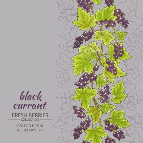 Healthy Illustration, Agriculture Background, Medical Plants, Fruit Graphic, Organic Plant, Black Currant, Black Currants, Food Illustration, Leaf Nature