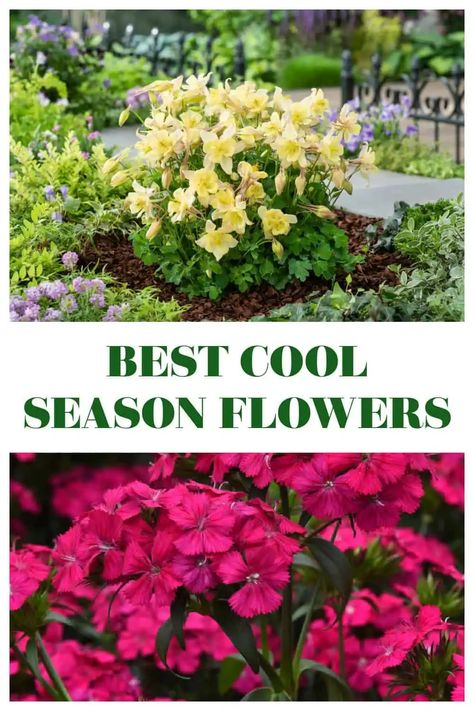 Check out these cool season flowers you can plant in early spring and early fall. Find out the best cool season annuals for your garden. Cool Season Flowers, Spring Planter, Early Spring Flowers, April Flowers, Cut Flower Garden, Yellow Springs, Annual Flowers, Grow Together, Early Fall