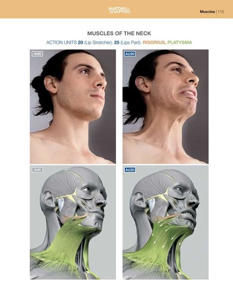 ArtStation - Lip stretching - Rigorous and Platysma, Anatomy For Sculptors Anatomy Books For Artists, Anatomy For Sculptors, Zbrush Anatomy, Human Muscle Anatomy, Muscles Of The Neck, Anatomy Studies, Head Anatomy, Facial Anatomy, Drawing Instructions