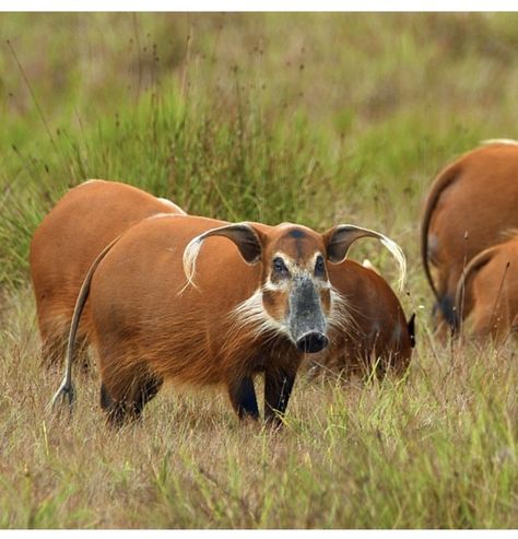 Red River Hog, Pig Family, Red River, Family Living, Animal Planet, Funny Cute, Mammals, Kitty, Puppies