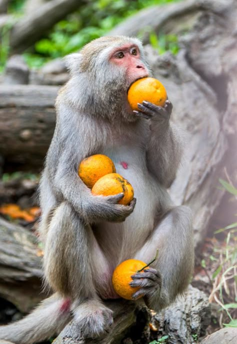 Monkey with oranges Monkey Photography, Monkey Eating, Orange Monkey, Monkey Funny, Monkey Pictures, Wildlife Reserve, Pet Monkey, Science Games, A Monkey