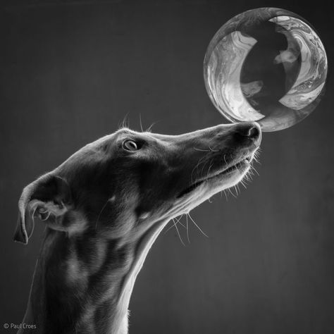 Magnifiques photographies Dog Photography Studio, Regard Animal, Greyhound Art, Italian Greyhound, Hound Dog, Dog Photography, White Photo, Whippet, Dog Portraits