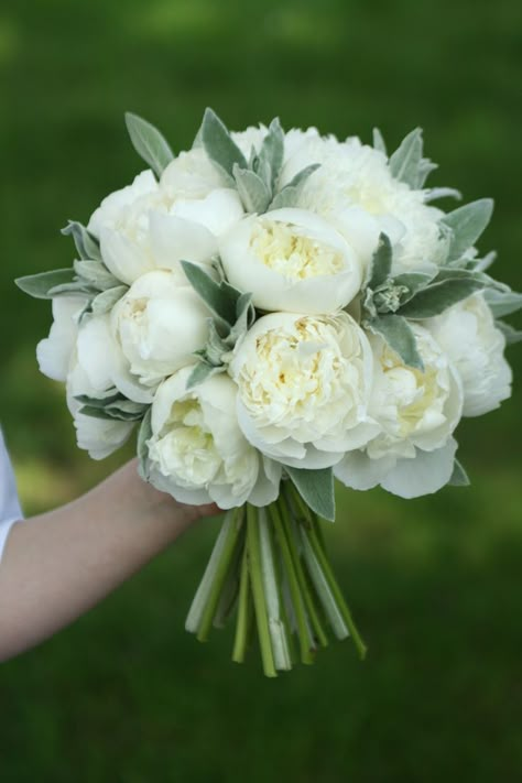 White Cream Bouquet, White And Green Wedding Bouquet Peonies, Peony Hydrangea Wedding Bouquet, Peonies And Hydrangeas Bouquet, Round Bouquet Wedding, Round Wedding Bouquets, Bridal Bouquet White And Green, Cream Peony Bouquet, Lambs Ear Bouquet