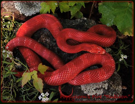 Fire (Amelanistic Blooodred) Corn Snake, more vivid red than Bloodred Cousin Red Corn Snake, Corn Snake Morphs, Red Snakes, Fire Snake, Corn Snakes, Cool Snakes, Pretty Snakes, Colorful Snakes, Corn Snake