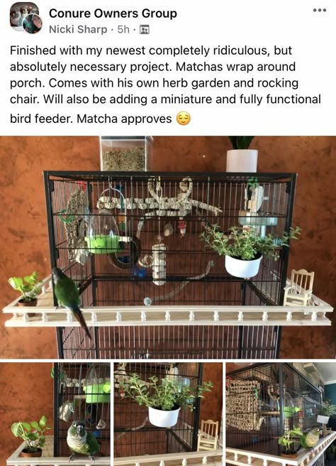 Diy Parakeet Cage Ideas, Conure Bird Cage Ideas, Diy Budgie Cage, Black Capped Conure, Cockatiel Cage Setup Ideas, Sun Conure Cage Setup, Parrot Cage Ideas Design, Conure Cage Setup, Bird Room Ideas Diy