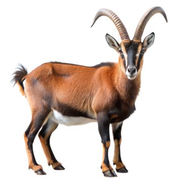 sable goat,goat,goats,goat free,goat transparent,goat head,the goat,goat transparent background,transparent goat,transparent goatee,goat horns,goatee transparent,goatee,mustache and goatee,goatee clipart,eid al adha goat,christmas goat clipart,pygmy goat silhouette,goat meat clipart,goat horns tattoo,picture of a goats eye,goat face clipart,goat free clipart,goat eating grass,goat tattoo designs,goat black and white clipart,goat eyes images,goat side profile drawing,damascus goat skull for sale,traditional goat tattoo flash,billy goat clip art,goat clipart free,market goat boer goat silhouette,picture of masonic goat rider,images of goat eyes,capricorn goat head tattoo,messi goat photo,cartoon cute goat drawing,black goat photos,pictures of goat heads,goat head silhouette,goat clip art ima Goat Side Profile, Goat Horns Tattoo, Traditional Goat Tattoo, Goat Black And White, Cute Goat Drawing, Goat Head Tattoo, Meat Clipart, Damascus Goat, Goat Photos