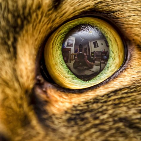 www.michaeljolliffe.smugmug.com #macro #portrait #cat #eye #reflection #camera #animal #selfie Eye Reflection Drawing, Eye Reflection, Deer Eyes, Reflection Drawing, Red Riding Hood Art, Eye Illustration, Reflection Art, Framing Photography, Ap Art